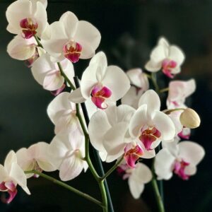 premium-orchid-arrangement